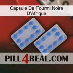 Africa Black Ant Capsule 20